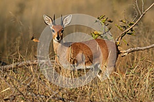 Steenbok antelope photo