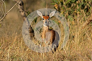 Steenbok antelope