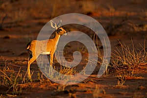 Steenbok antelope