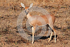 Steenbok antelope photo