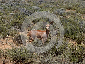 Steenbok antelope (male) in Karoo National Park in South Africa