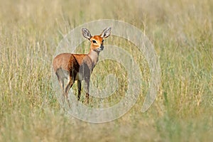 Steenbok antelope in natural habitat, Mokala National Park, South Africa