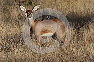 Steenbok Antelope - Savuti - Botswana