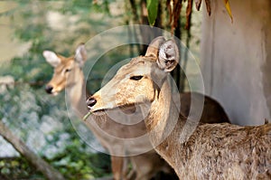 Steenbok antelope in the wild