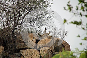 The steenbok is a common small antelope of southern Africa