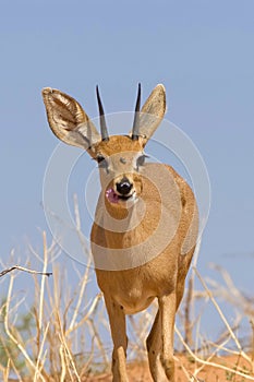 Steenbok Feeding