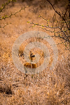 Steenbok Hiding in Savannah of South Africa, Kruger Park