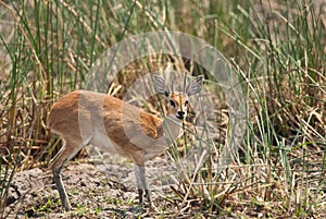 Steenbok hiding photo