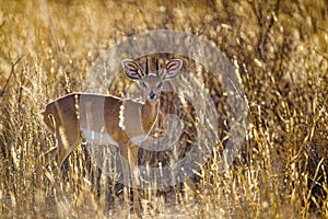 Steenbok in the Kalahari desert backlit with sunlight