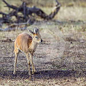 Steenbok in Kruger National park