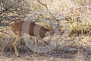 Steenbok in Kruger National park