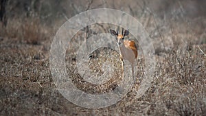 Steenbok in Kruger National Park photo