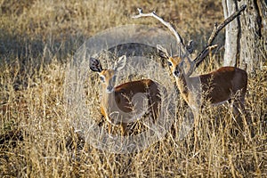 Steenbok in Kruger National park, South Africa