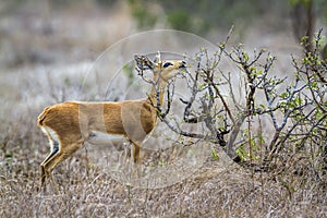 Steenbok in Kruger National park, South Africa photo