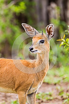 Steenbok looking across the road in the Kruger Park