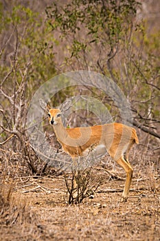 Steenbok Looking at Camera in Savannah of South Africa, Kruger Park