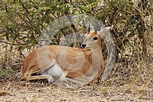 Steenbok lying in bush