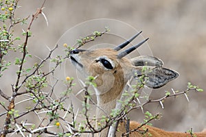 Steenbok male photo
