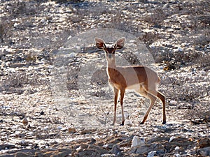 Steenbok in the Namib desert.