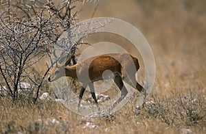 STEENBOK raphicerus campestris