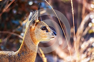 Steenbok Raphicerus campestris