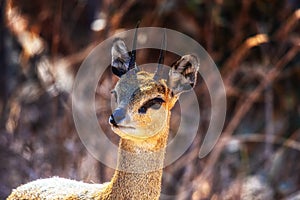 Steenbok Raphicerus campestris