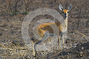 Steenbok (Raphicerus campestris)