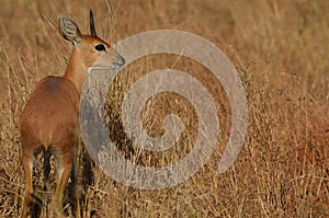 Steenbok {Raphicerus campestris}