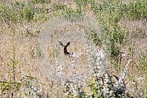 Steenbok, Raphicerus campestris, in Etosha National Park, Namibia photo