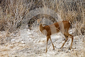 Steenbok, Raphicerus campestris,in the Etosha National Park, Namibia photo