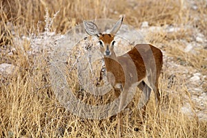 Steenbok, Raphicerus campestris,in the Etosha National Park, Namibia photo