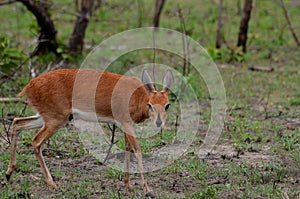 Steenbok (Raphicerus campestris) photo