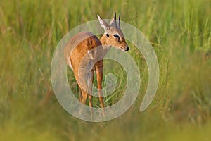 Steenbok, Raphicerus campestris, fire burned destroyed savannah. Animal in fire burnt place, Cheetah lying in black ash and