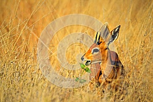 Steenbok, Raphicerus campestris, with green leaves in the muzzle, grass nature habitat, Hwange National Park, Zimbabwe