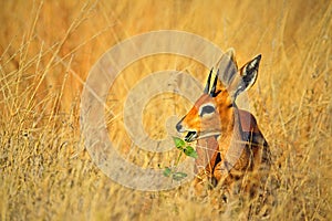 Steenbok, Raphicerus campestris, with green leaves in the muzzle, grass nature habitat, Hwange National Park, Zimbabwe photo