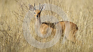 Steenbok ( Raphicerus campestris) Kgalagadi Transfrontier Park, South Africa