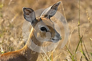 Steenbok (Raphicerus campestris) photo