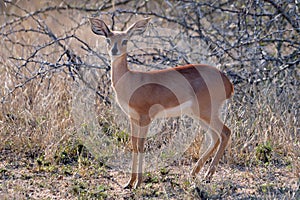 Steenbok (Raphicerus campestris) photo