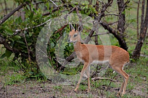 Steenbok (Raphicerus campestris) photo