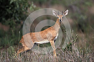 Steenbok, raphicerus campestris, Male, South Africa