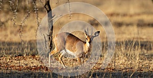 Steenbok (Raphicerus campestris) Mokala National Park, South Africa