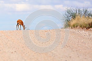 The steenbok Raphicerus campestris on the road. Male antelope on the horizon