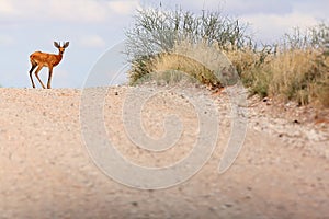 The steenbok Raphicerus campestris on the road. Male antelope on the horizon