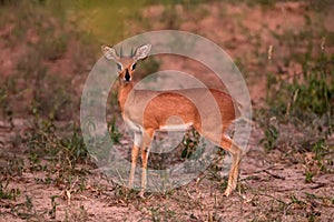 Steenbok - Raphicerus campestris, small shy beautiful antelope from African savannah and bushes, Etosha National Park, Namibia,