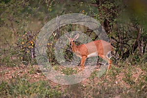 Steenbok - Raphicerus campestris, small shy beautiful antelope from African savannah and bushes, Etosha National Park, Namibia,