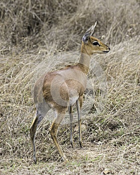 A Steenbok (Raphicerus campestris) standing in the grass