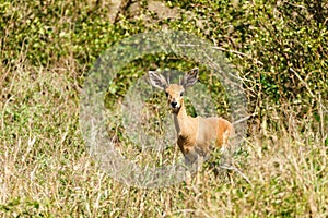 Steenbok & x28;Raphicerus campestris& x29; staring at camera,  taken in South Africa