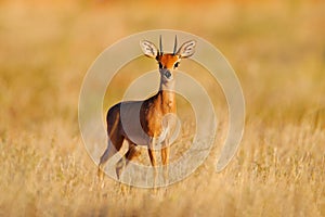 Steenbok, Raphicerus campestris, sunset evening light, grassy nature habitat, Kgalagadi, Botswana.  Wildlife scene from nature. photo