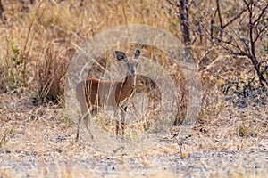 Steenbok in the savanna of Namibia in the caprivi strip
