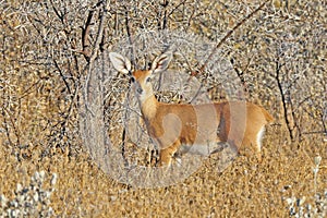 Steenbok, Steenbuck, Raphicerus campestris photo